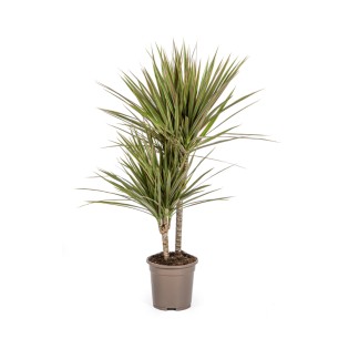Dracaena Marginata Bicolor Ø17Cm - ↕50 - 70Cm
