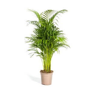 Dypsis Areca Lutescens Ø21Cm - ↕100 - 120Cm