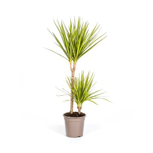 Dracaena Marginata Sunray Ø19Cm - ↕80-100Cm