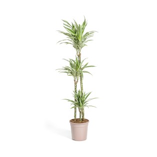 Dracaena Deremensis White Stripe Ø24Cm - ↕130 - 150Cm