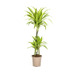 Dracaena Deremensis Lemon Lime Ø21Cm - ↕90 - 110Cm