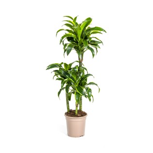 Dracaena Deremensis Dorado Ø21Cm - ↕100 - 120Cm