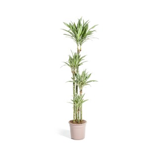 Dracaena Deremensis White Stripe Ø27Cm - ↕170 - 190Cm