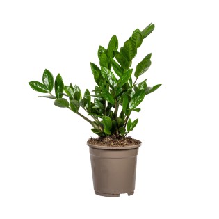 Zamioculcas Zamiifolia Ø17Cm - ↕40-50Cm