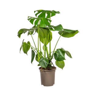 Monstera Deliciosa Tauerii Ø21Cm - ↕70 - 90Cm