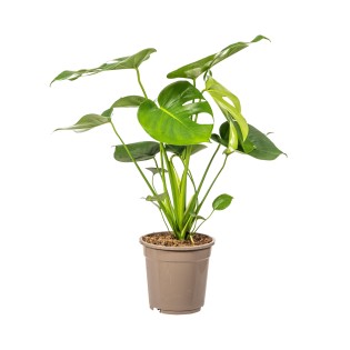 Monstera Deliciosa Tauerii Ø19Cm - ↕70 - 90Cm