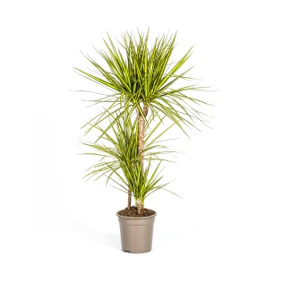 Dracaena Marginata Sunray Ø21Cm - ↕100-110Cm