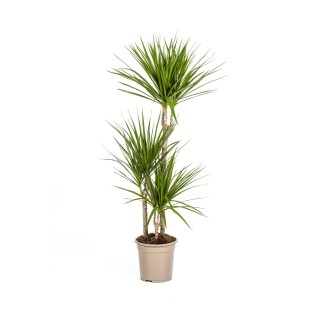 Dracaena Marginata Green Ø21Cm - ↕110 - 130Cm