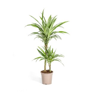 Dracaena Deremensis White Stripe Ø19Cm - ↕70 - 90Cm