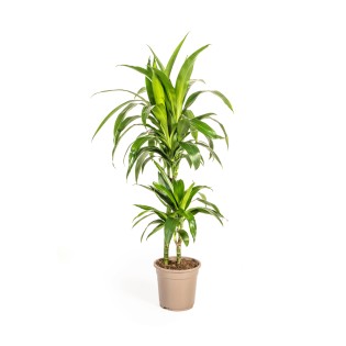 Dracaena Deremensis Lisa Ø19Cm - ↕70 - 90Cm