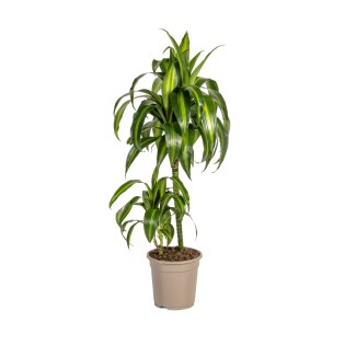 Dracaena Deremensis Hawaiian Sunshine Ø19Cm - ↕70 - 90Cm