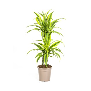 Dracaena Deremensis Lemon Lime Ø19Cm - ↕70 - 90Cm