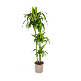 Dracaena Deremensis Hawaiian Sunshine Ø24Cm - ↕130 - 150Cm