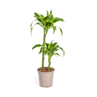 Dracaena Deremensis Dorado Ø19Cm - ↕70 - 90Cm