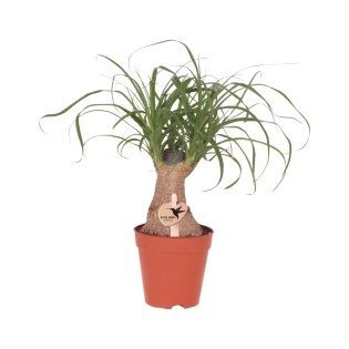 Kolibri Greens | Green Plant - Beaucarnea ⌀9Cm - Green Houseplant - Fresh From The Grower