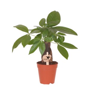 Kolibri Greens | Green Plant - Pachira ⌀9 Cm - Green Houseplant - Fresh From The Grower