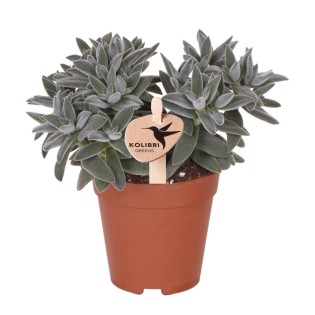 Kolibri Greens | Green Plant - Succulent Tarantula - Green Houseplant - Fresh From The Grower