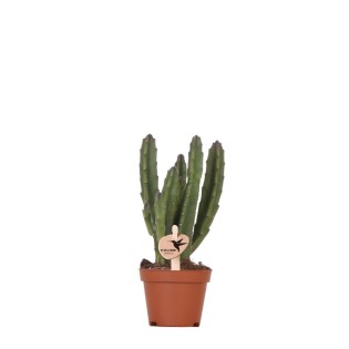 Kolibri Greens | Green Plant - Stapelia - Green Houseplant - Fresh From The Grower