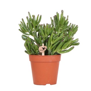 Kolibri Greens | Green Plant - Succulent Crassula Hobbit - Green Houseplant - Fresh From The Nursery