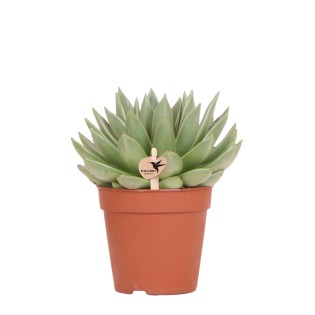 Kolibri Greens | Green Plant - Succulent Echeveria Miranda - Green Houseplant - Fresh From The Nursery