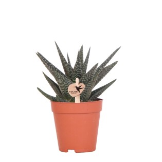 Kolibri Greens | Green Plant - Succulent Haworthia Royal Highness - Pot Size Ø9Cm - Green Houseplant - Fresh From The Nursery