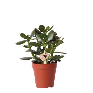 Kolibri Greens | Green Plant - Succulent Crassula Ovata -  Green Houseplant - Fresh From Grower