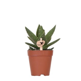 Succulent Aloe Brevifolia - Taille du pot Ø9Cm