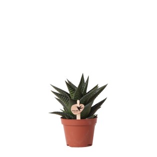 Succulente Haworthia Limifolia - Taille du pot Ø6Cm