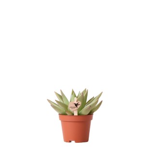 Kolibri Greens | Green Plant - Succulent Echeveria Miranda - Pot Size Ø6Cm - Green Houseplant - Fresh From Grower
