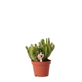 Kolibri Greens | Green Plant - Succulent Crassula Hobbit - Pot Size Ø6Cm - Green Houseplant - Fresh From The Nursery