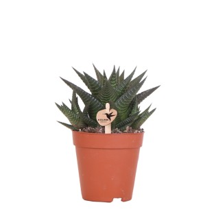 Succulente Haworthia Limifolia - Taille du pot Ø9Cm