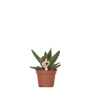 Kolibri Greens | Green Plant - Succulent Aloe Brevifolia - Pot Size Ø6Cm - Green Houseplant - Fresh From The Nursery