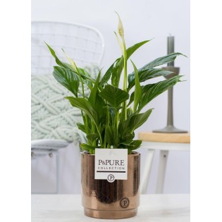 Spathiphyllum In P&Pure Juliette Ceramics Goldbronze - Ø12Cm - ↕35Cm