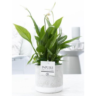 Spathiphyllum In P&Pure Jade Ceramics - Ø12Cm - ↕35Cm