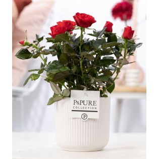 Rosa Red In P&Pure Sophie Ceramics White - Ø12Cm - ↕30Cm