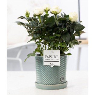 Rosa White In P&Pure Lauren Ceramics - Ø12Cm - ↕30Cm