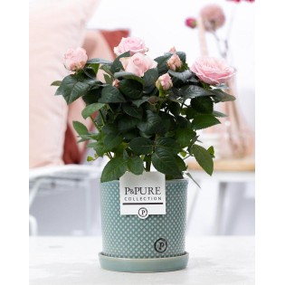 Rosa Light Pink In P&Pure Lauren Ceramics - Ø12Cm - ↕30Cm