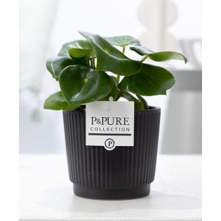 Peperomia Raindrop In P&Pure Liv Ceramics Matt Black - Ø12Cm - ↕25Cm