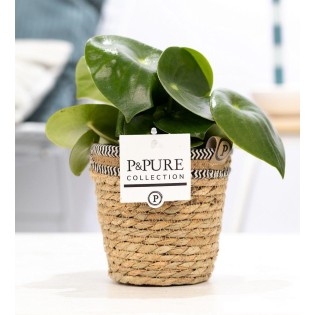 Peperomia Raindrop In P&Pure Basket - Ø12Cm - ↕25Cm