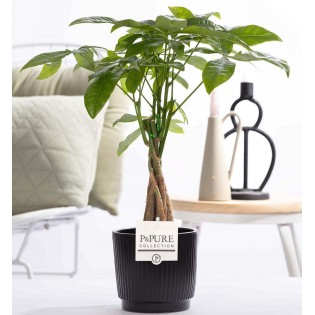 Pachira Aquatica In P&Pure Ceramics Liv - Ø12Cm - ↕45Cm