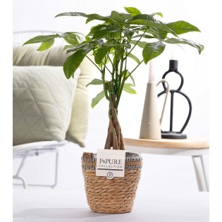 Pachira Aquatica In P&Pure Basket - Ø12Cm - ↕45Cm