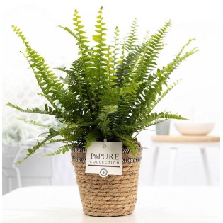 Nephrolepis Green Lady In P&Pure Basket - Ø12Cm - ↕35Cm