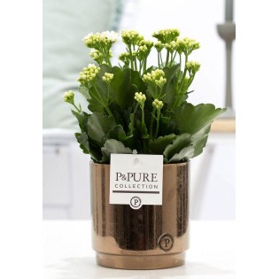 Kalanchoe White In P&Pure Juliette Ceramics Goldbronze - Ø12Cm - ↕27Cm