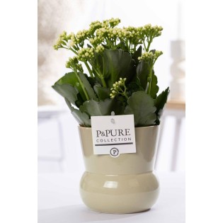 Kalanchoe White In P&Pure Plant Vase Maxima Green - Ø12Cm - ↕27Cm