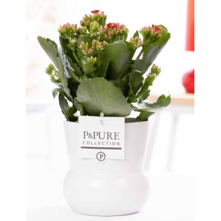 Kalanchoe Red In P&Pure Plant Vase Maximawhite - Ø12Cm - ↕27Cm