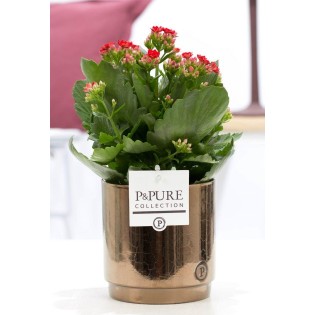 Kalanchoe Red In P&Pure Juliette Ceramics Goldbronze - Ø12Cm - ↕27Cm