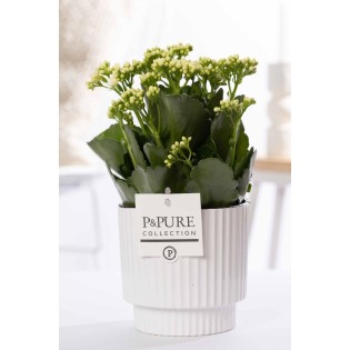 Kalanchoe White In P&Pure Ivy Ceramics Green - Ø12Cm - ↕27Cm
