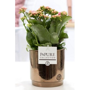 Kalanchoe Pink In P&Pure Juliette Ceramics Goldbronze - Ø12Cm - ↕27Cm