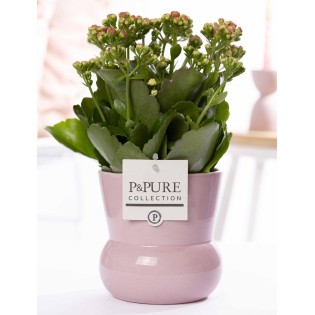 Kalanchoe Pink In P&Pure Plant Vase Maxima Pink - Ø12Cm - ↕27Cm