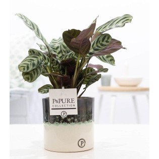 Ctenanthe Burle Marxii In Illusion Cer. - Ø12Cm - ↕25Cm